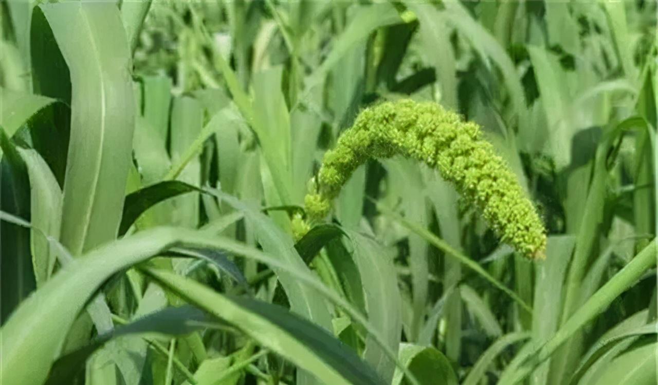 农业种植技术水稻,旱地谷子种植技术规范