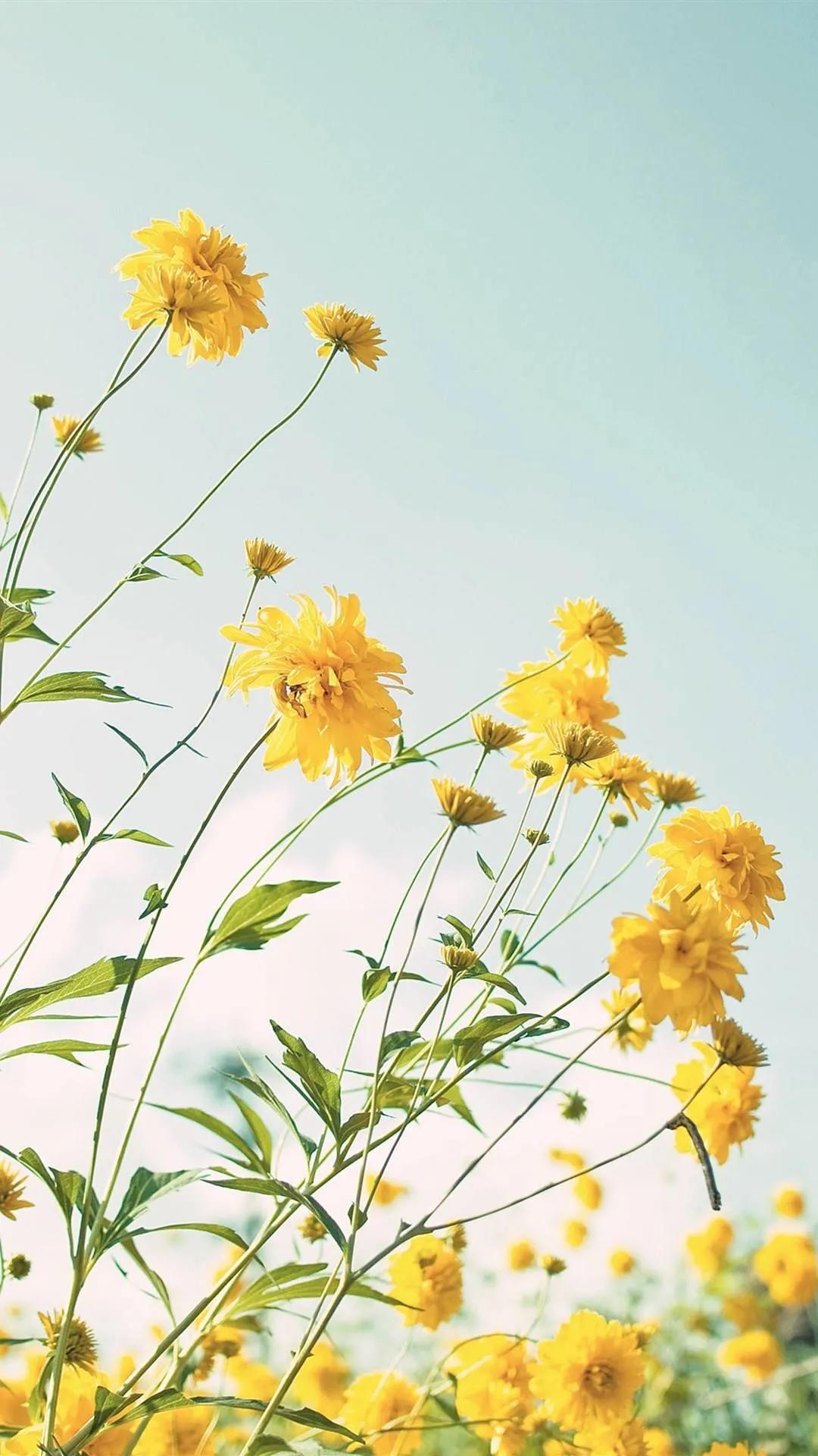 唯美手机壁纸高级感,唯美手机壁纸高清全面屏