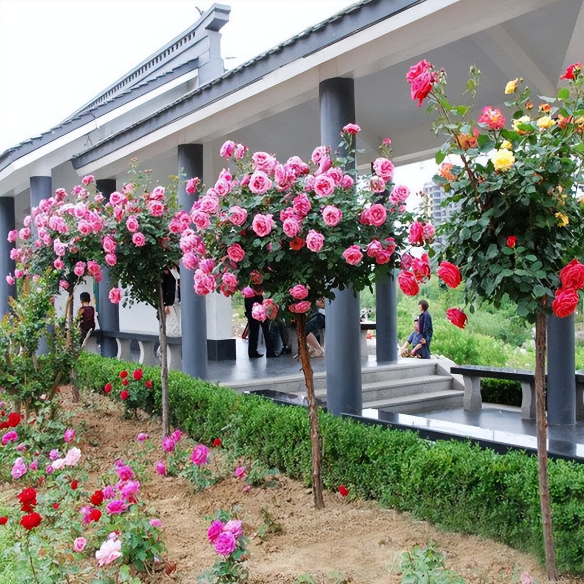 大庭院养什么花四季常开,庭院应该养什么花