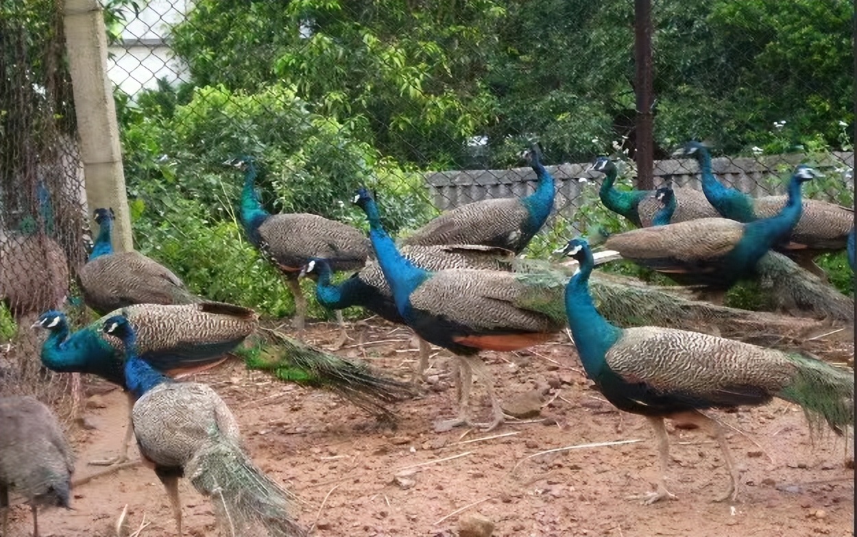 养孔雀赚钱吗真实收入,在农村养孔雀挣钱