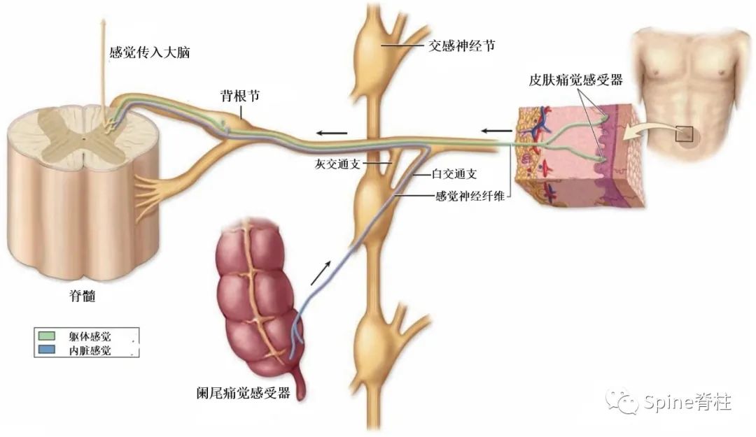 脊柱神经支配疼痛区域,脊柱神经支配的脏腑