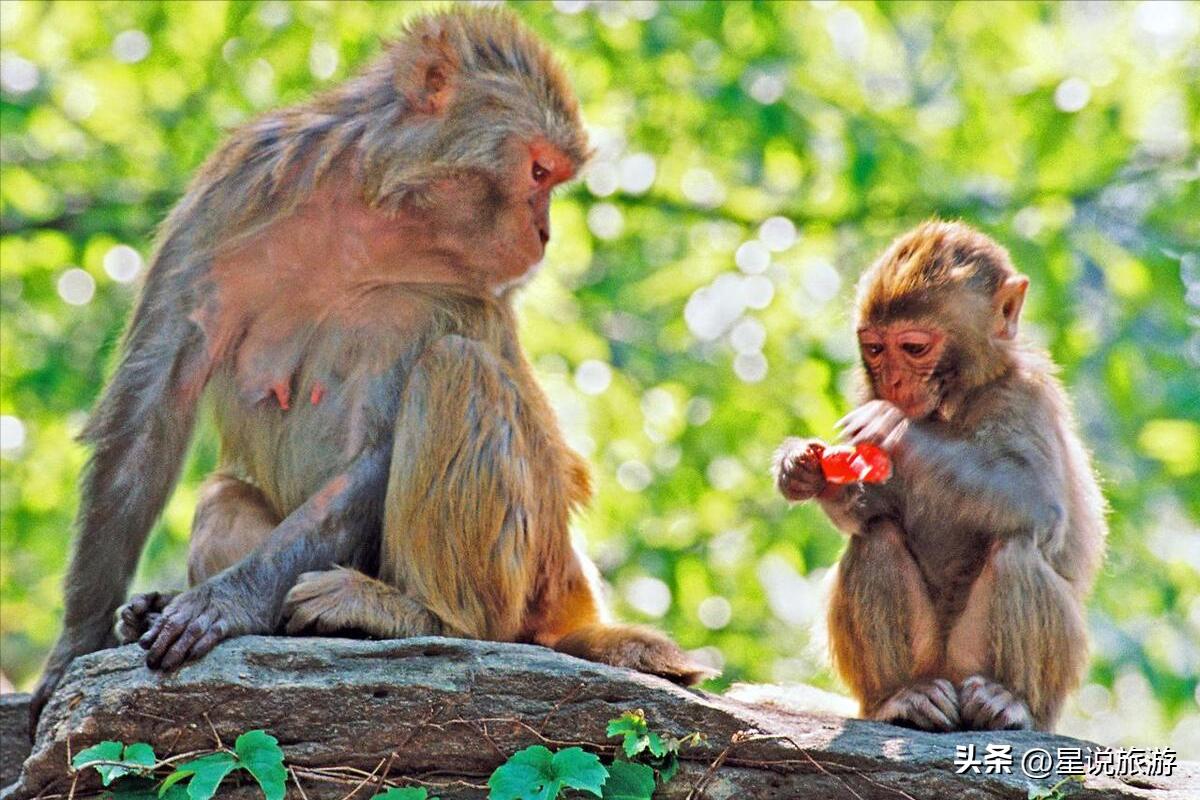 江苏新增8家4a级旅游景区有哪些,2020江苏人气最旺景区是哪里