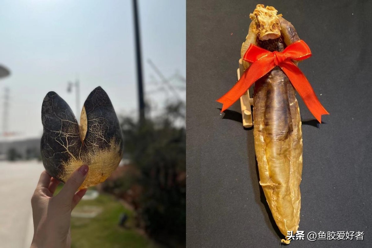 鱼胶花胶怎样使用,鱼胶花胶知识分享