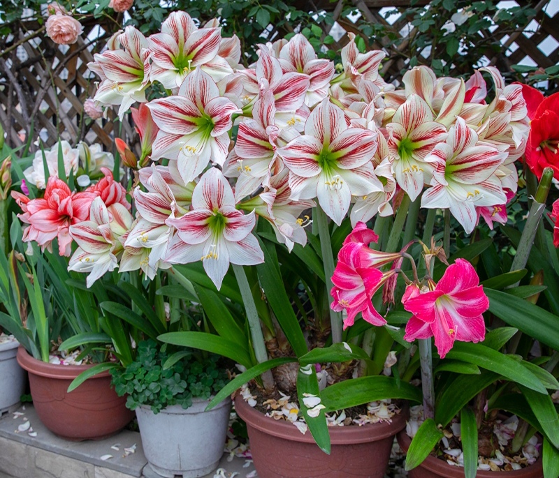 常见有毒花千万别碰,世上有毒的花和植物