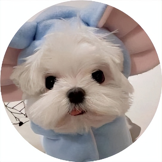 狗狗生病身体一抽一抽的怎么回事,狗狗生病老是往外面跑是怎么回事