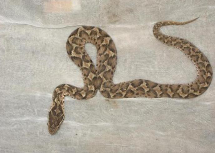 在野外遇到猛兽该怎么自救沙雕,教你在野外遇到鳄鱼怎么应对