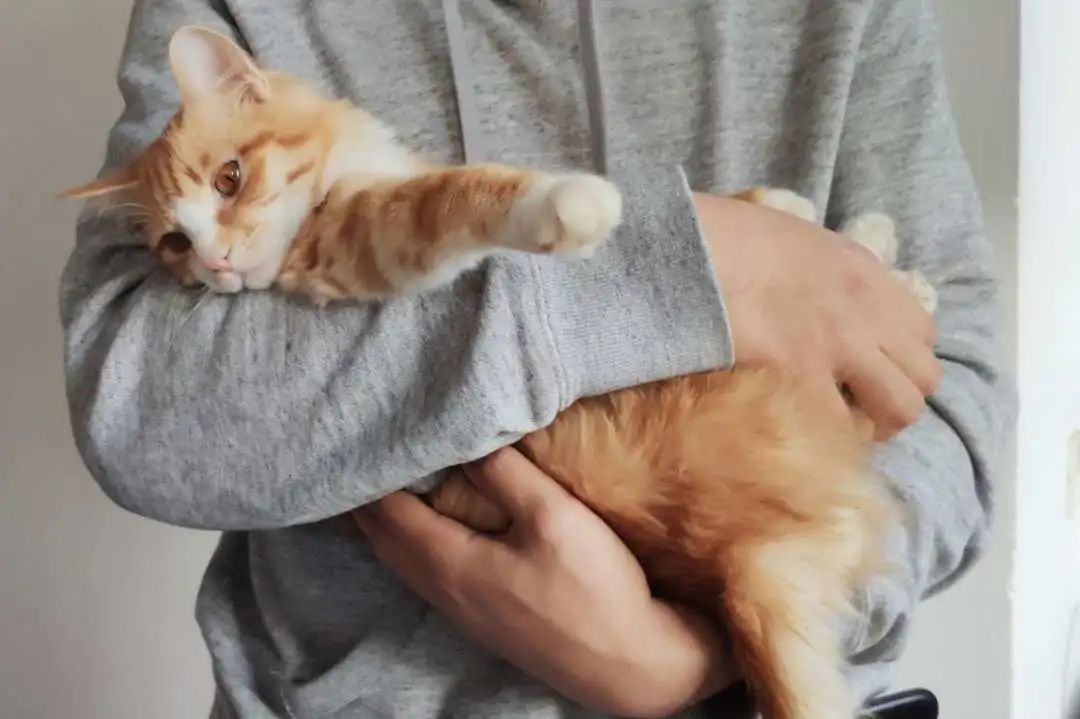 猫贩子买猫被骗,别被可爱的外表欺骗了