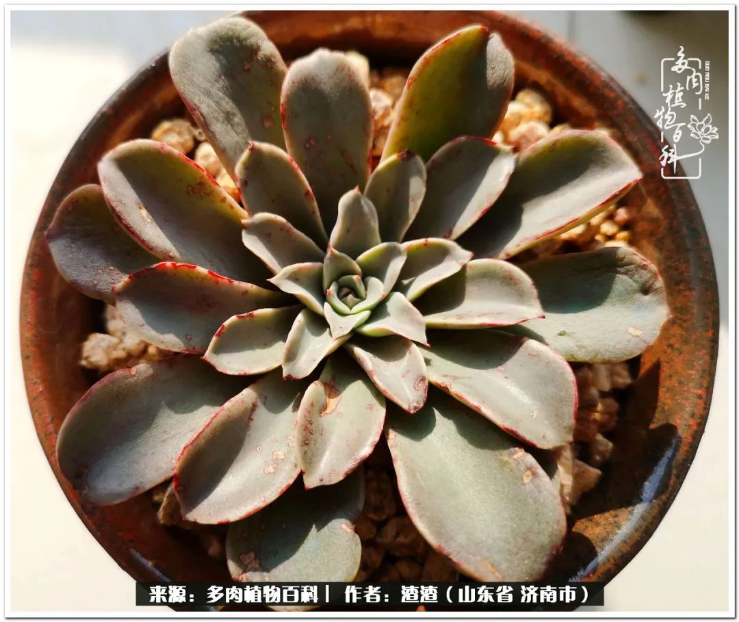 一个并不优秀的90后,何以解忧唯有多肉下一句