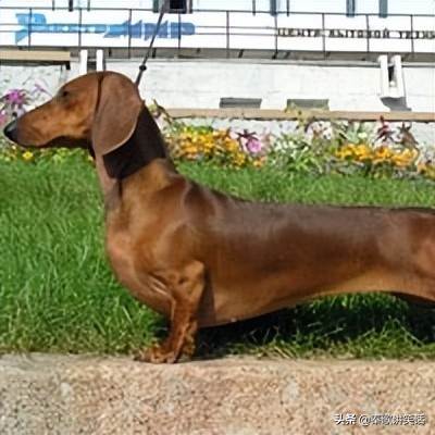 小型护卫犬什么犬种最好,小型犬种大耳朵图片