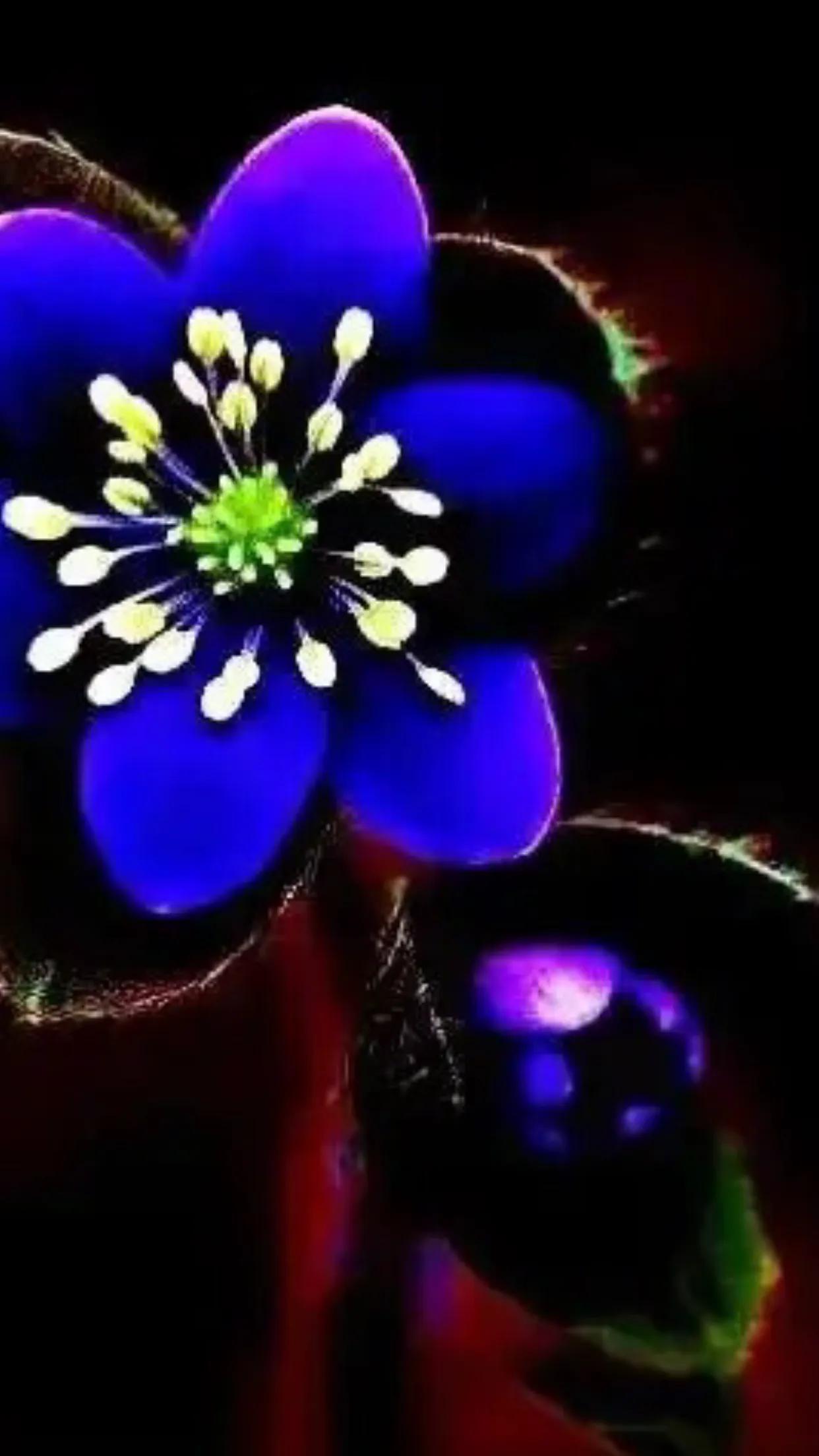 雪割草,雪割草图片