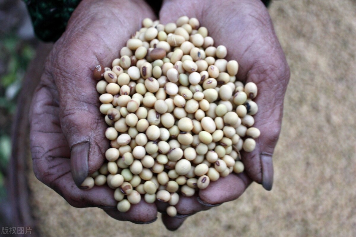今日全国大豆价格行情日报,大豆还会涨价吗今日大豆价格