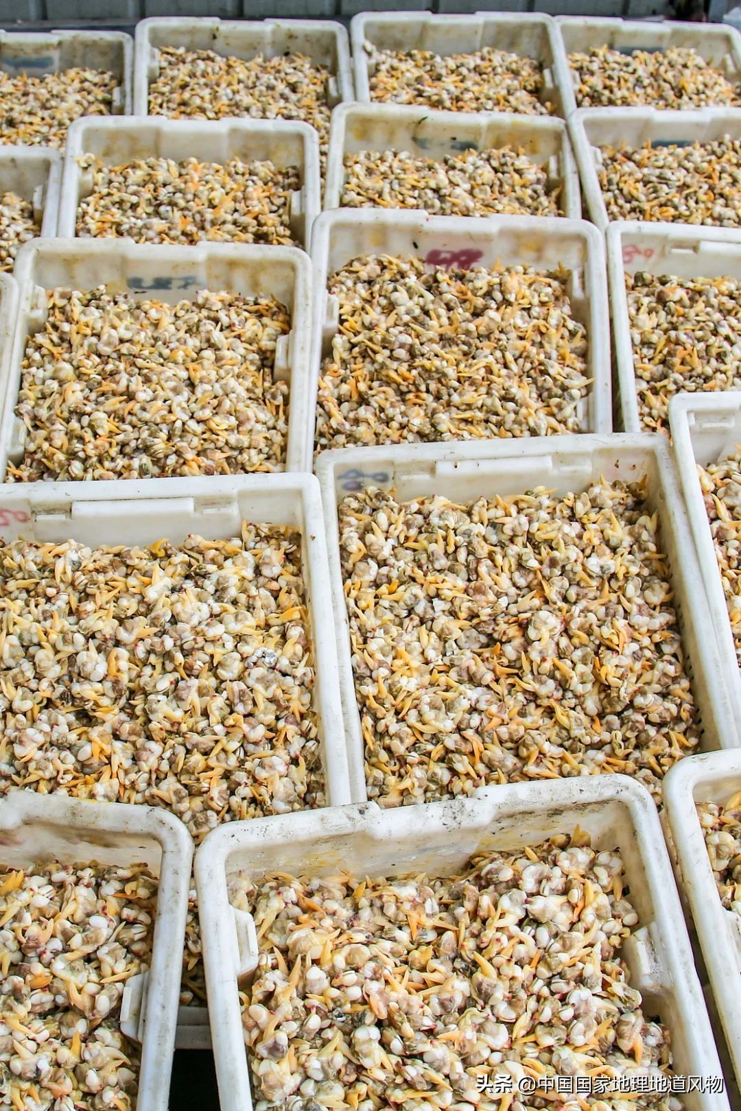 辽宁哪个地方的海鲜最好,辽宁各市都有啥海鲜