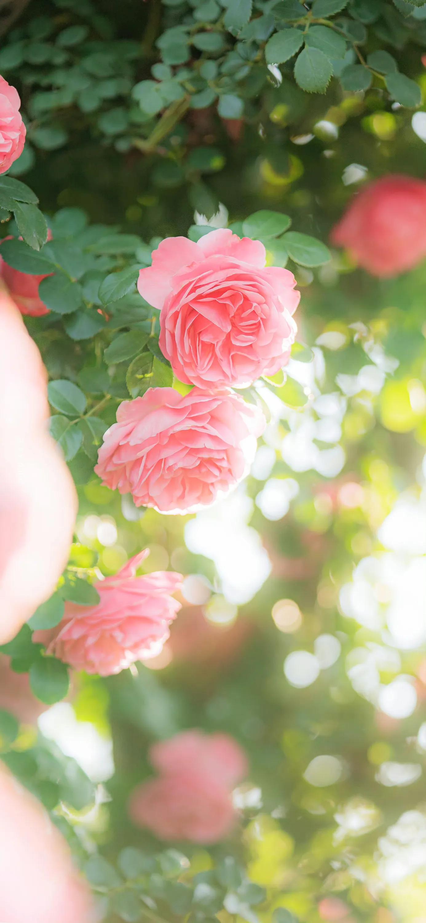 花朵壁纸高清全面屏,带花朵壁纸图片大全