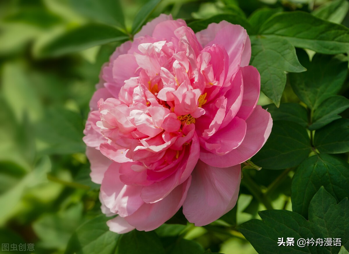 牡丹真国色花开时节动京城的意思,牡丹真国色花开时节动京城谁写的