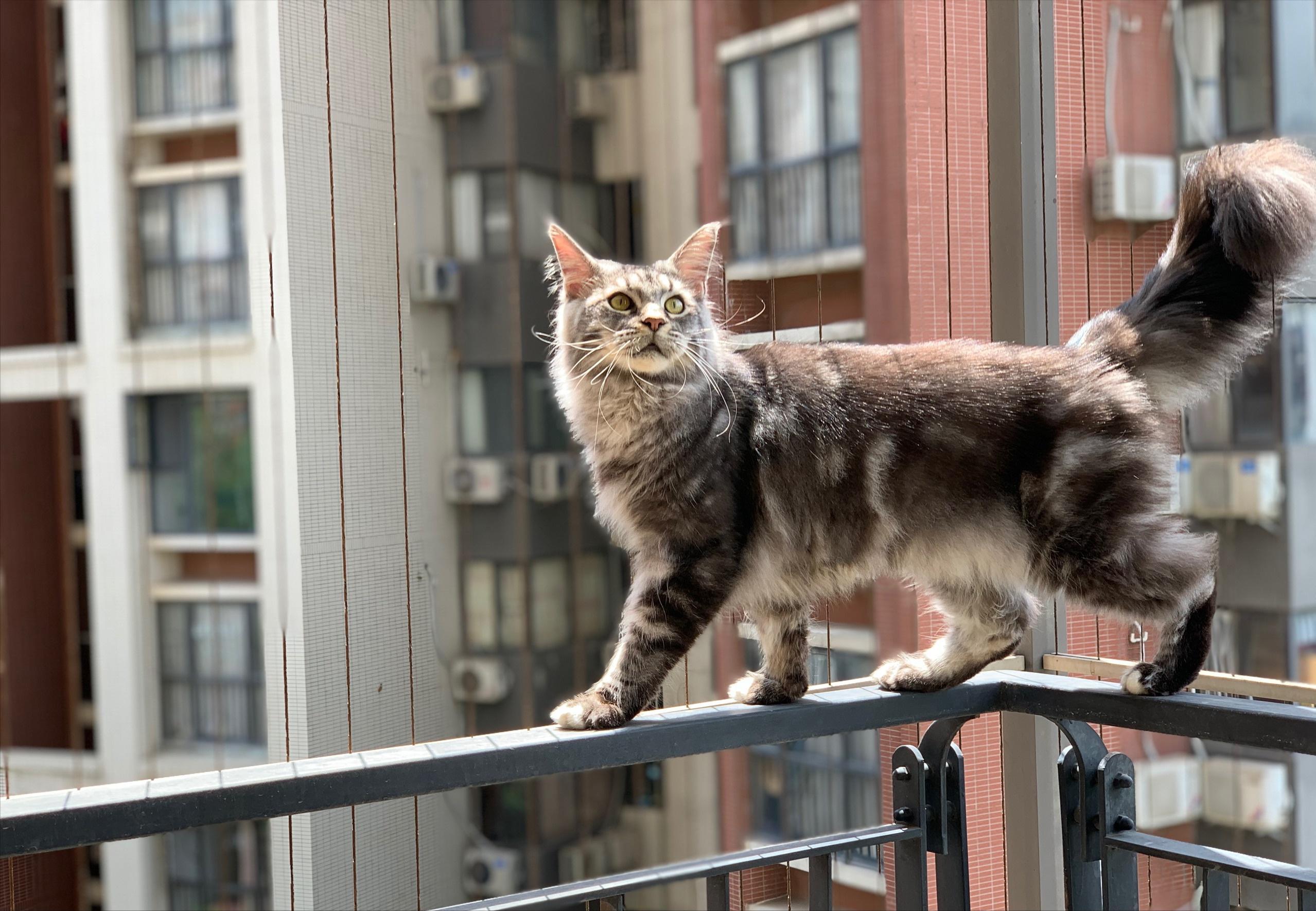 美国缅因猫可以养吗,为什么不介意养缅因猫