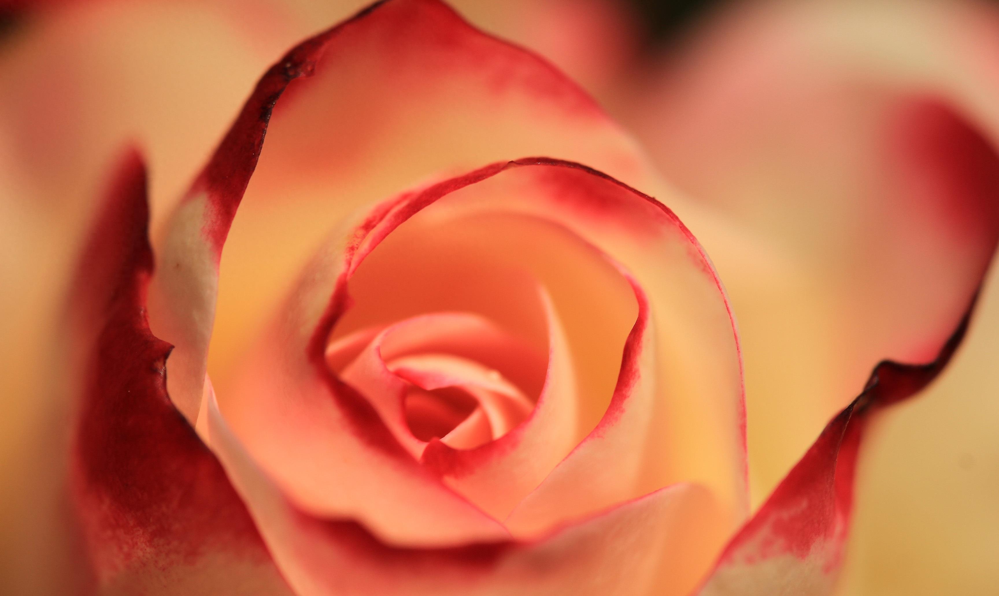 在婚姻中感到压抑,在婚姻里感觉很痛苦还能怎么办