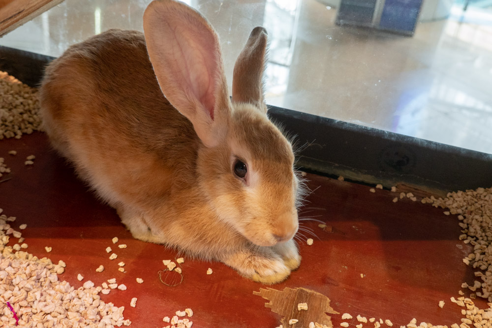 广州长隆野生动物园蛇之秘境,广州这个城市真的好繁华