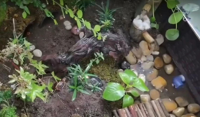 黄缘龟和黄喉拟水龟的区别,黄缘龟是陆龟还是水龟