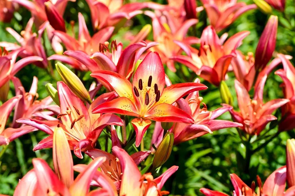 百合种类名称及图片及花语,可以入药的百合品种