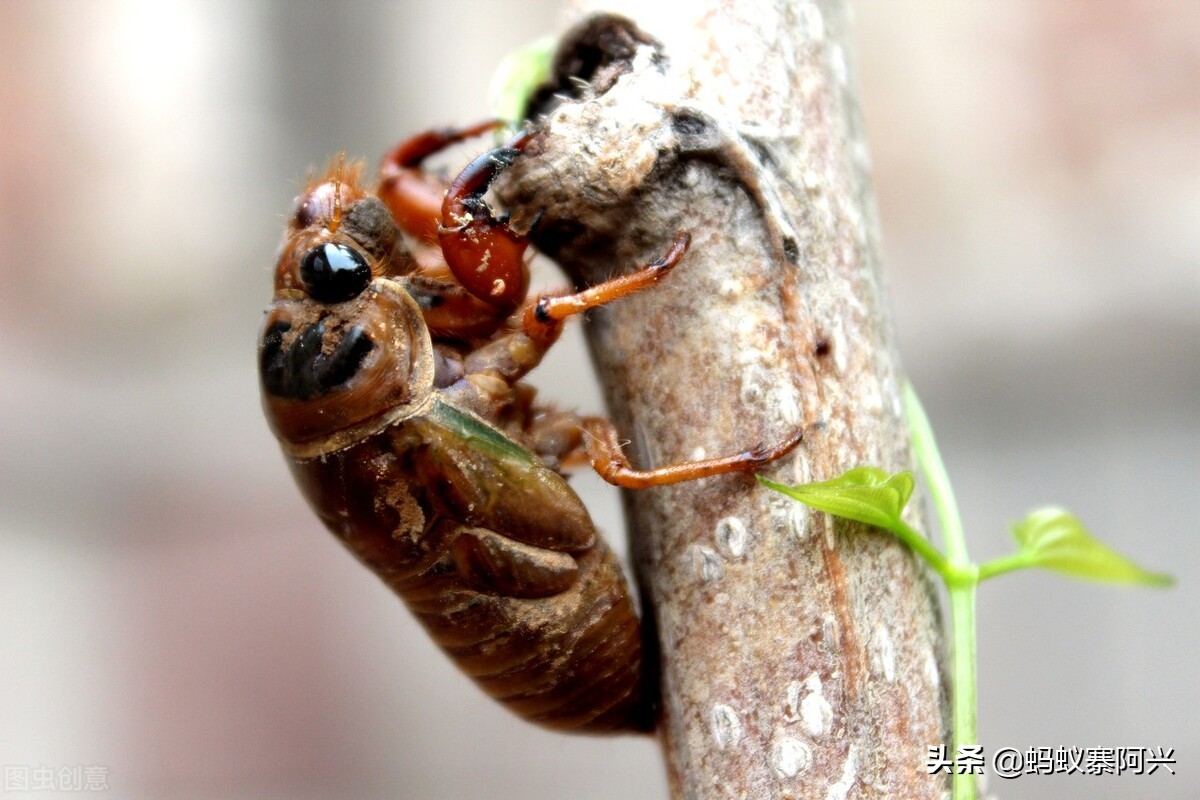 云南特色油炸虫有哪些,云南有哪些油炸烧烤的昆虫
