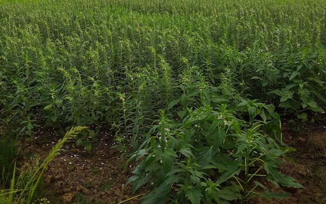 非洲人饭都吃不饱，可当地人却不种水稻，反而大量种植芝麻？