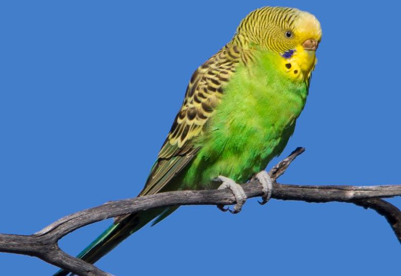 虎皮鹦鹉怎么驯养粘人不咬人,虎皮鹦鹉如何驯养