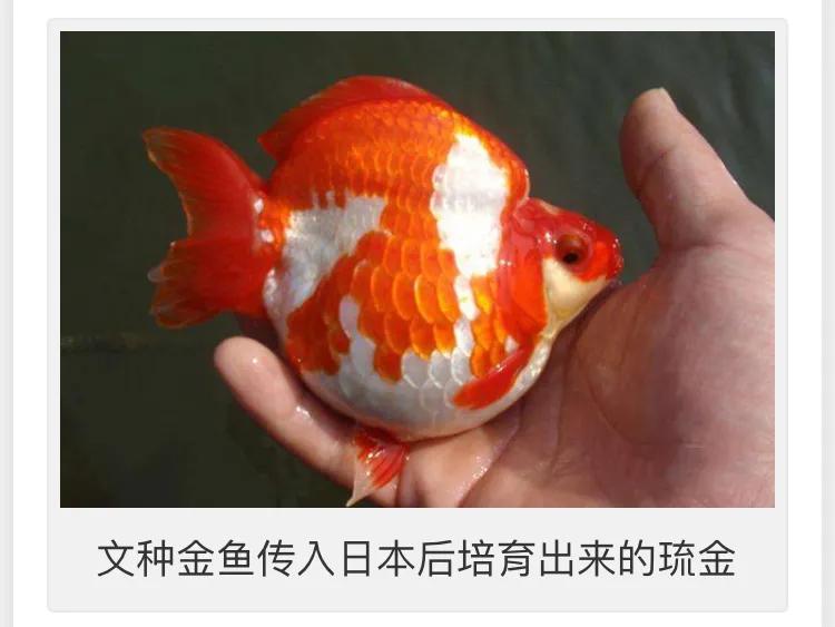 龙种金鱼与文种金鱼如何区别,文种金鱼和龙种金鱼哪种好养
