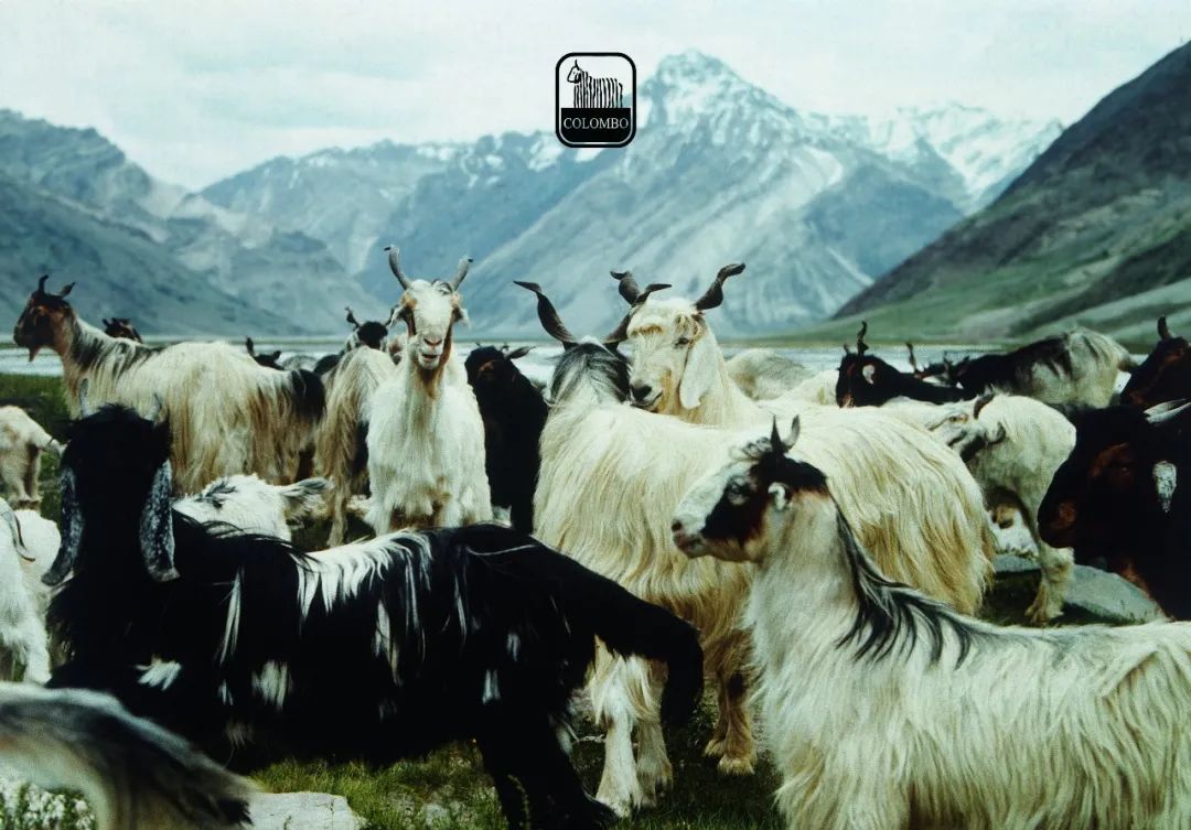 上万的大衣品牌,一件三万多的大衣到底好在哪里