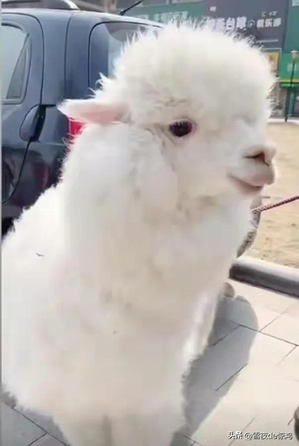 羊驼吃掉主人金项链,羊驼吃金链子