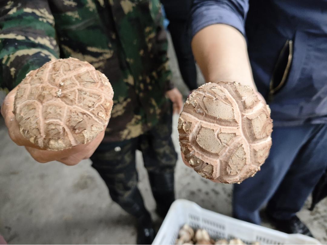 吕梁传统文化村落带动乡村振兴,加强传统村落保护与乡村振兴衔接