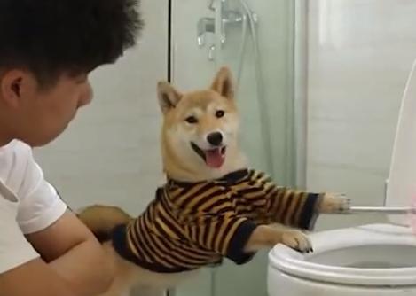 哆哆同学戏耍狗子,哆啦a梦同学会