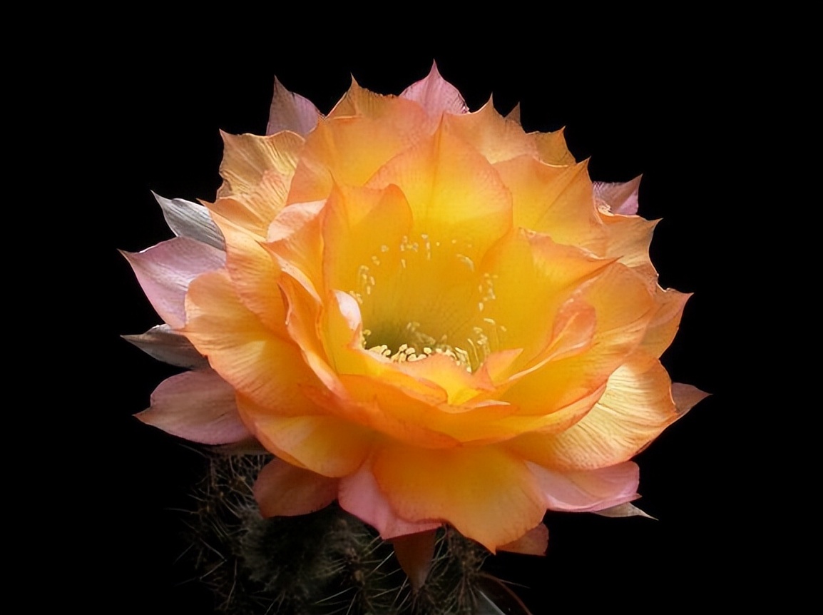 草球牡丹锦仙人球,大花彩草仙人球经典品种