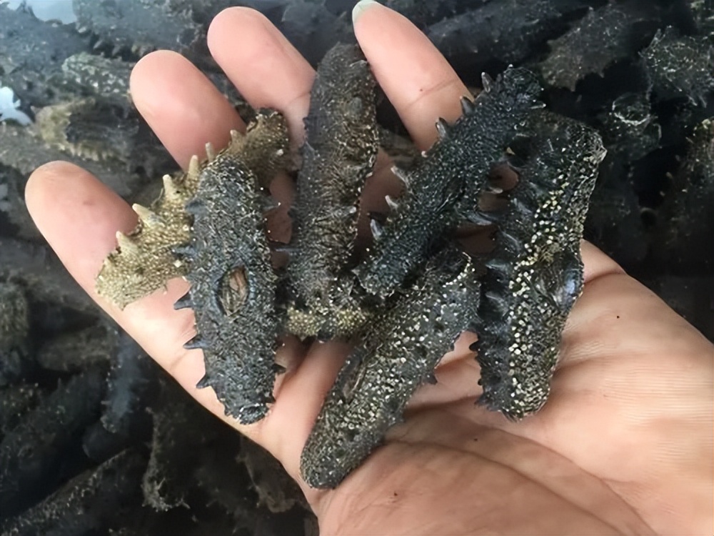 吃海参好身体,吃海参真的增强免疫力吗