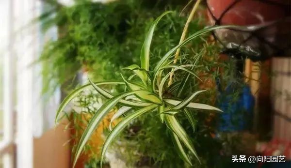 养花杀手图,养花植物杀手