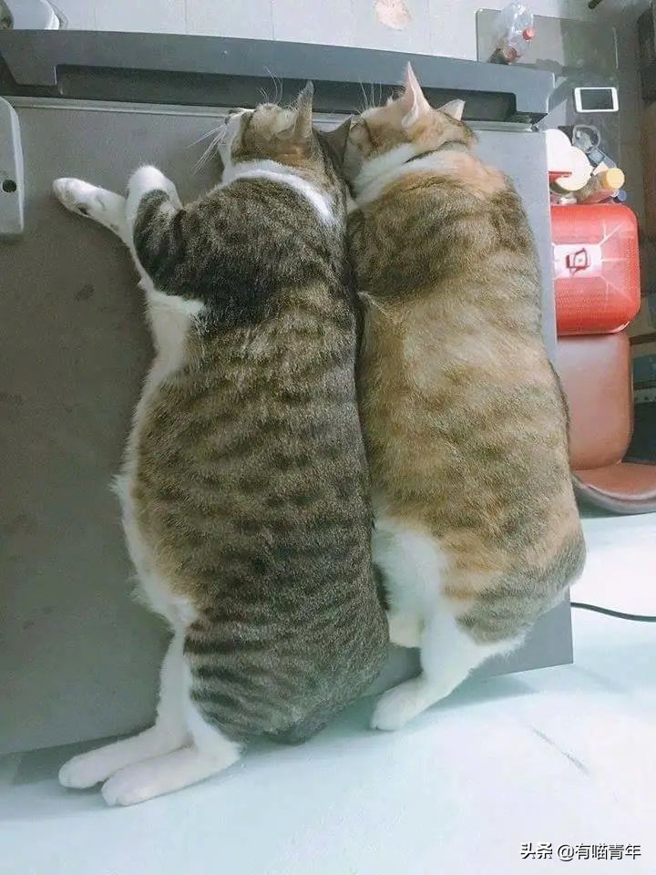 全世界唯一一只世界上最大的猫,世界上最小的体型最大的猫