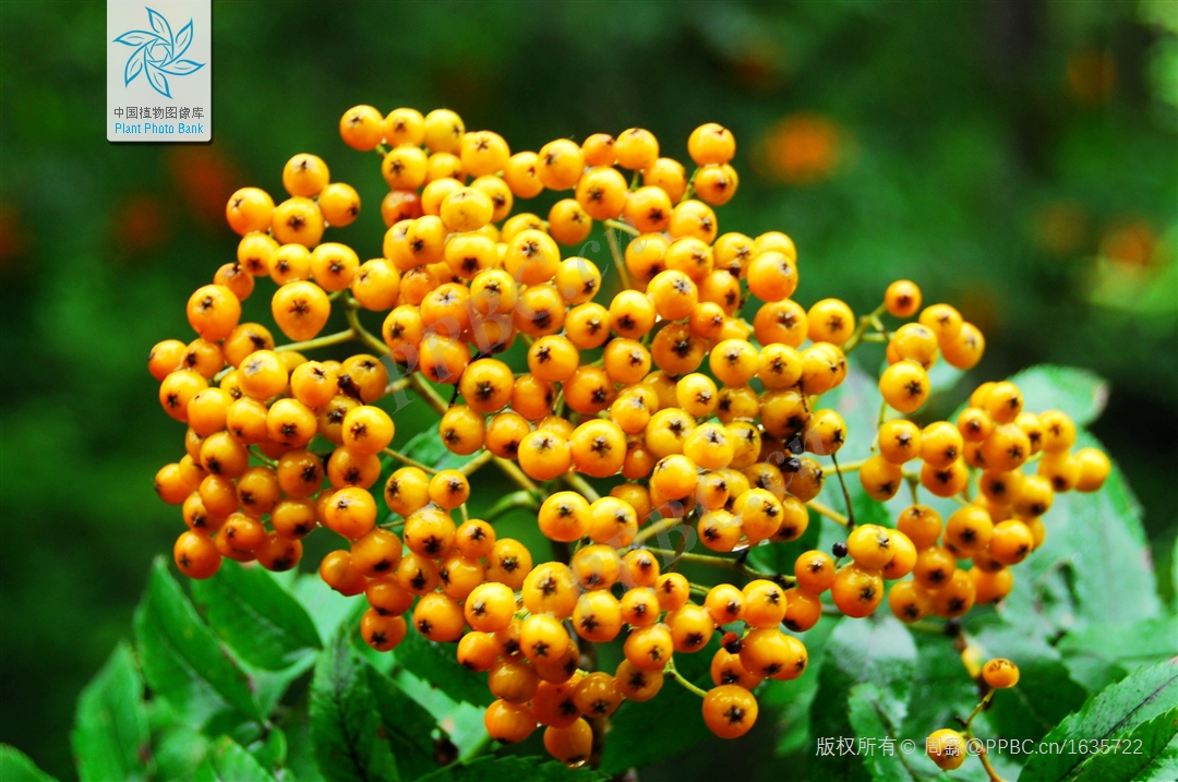 花楸木材优缺点,欧洲花楸极佳园林观赏树种