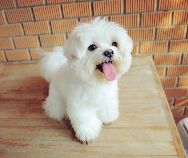 狗狗总是半夜叫唤哼唧哼唧怎么办,狗狗老是半夜叫怎么回事