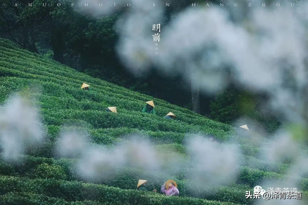 中国十大名茶哪一个茶叶最好,中国十大名茶哪款最特别