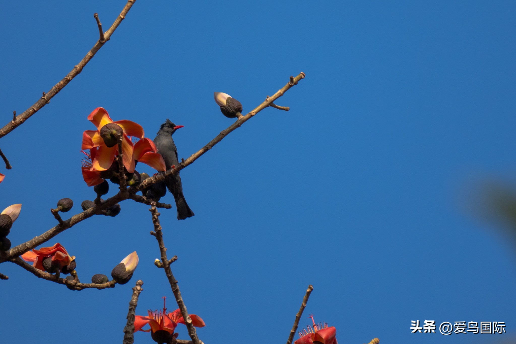 Alpha 1鸟种“加新”之旅 索尼云南拍鸟活动手记