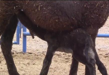 小伙三年养了4000头母驴，感情深厚一头也不卖，但一天还净赚4万