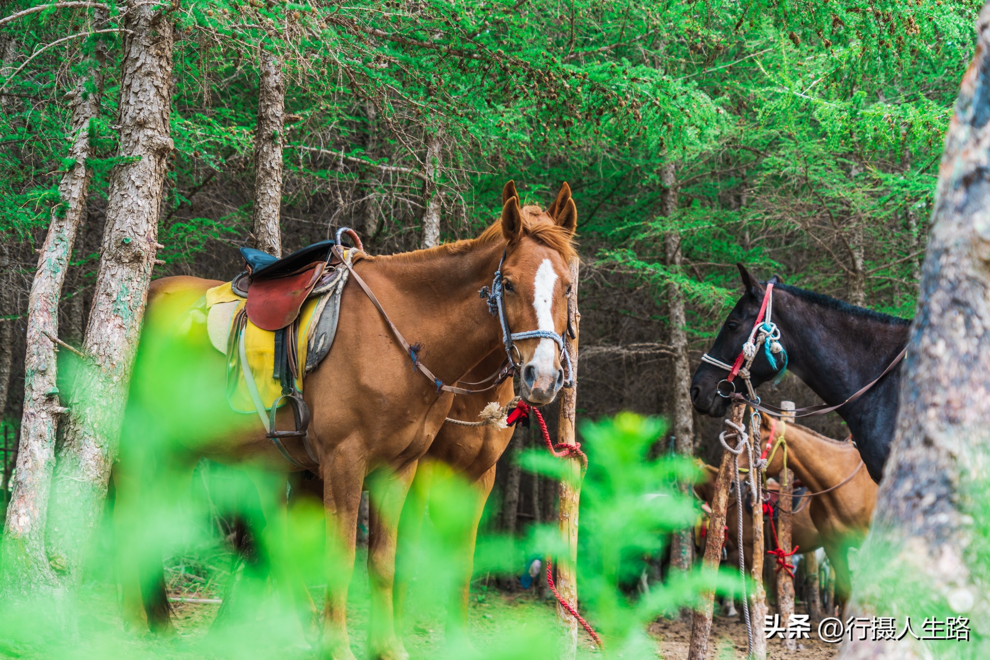 一路向北去黑龙江漠河,一路向北去寻找花海