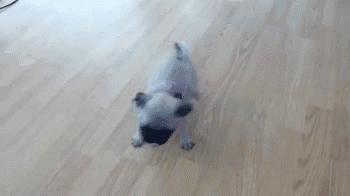 狗狗断甲麻醉,狗被剔趾甲