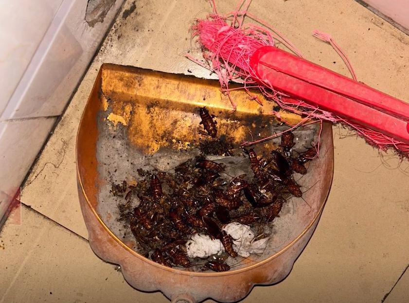 厦门一女租客房间里遍布万只蟑螂,房东房子堆满蟑螂