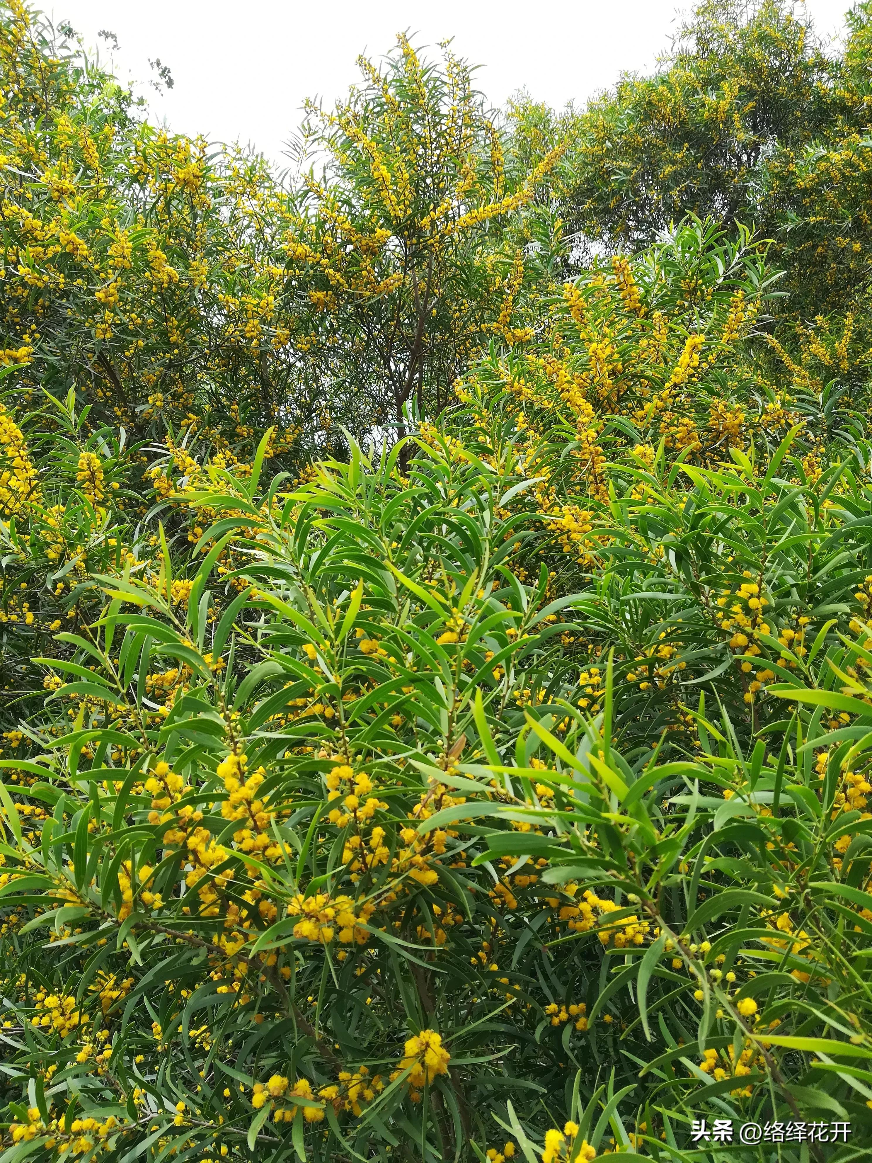 台湾相思,台湾相思花语