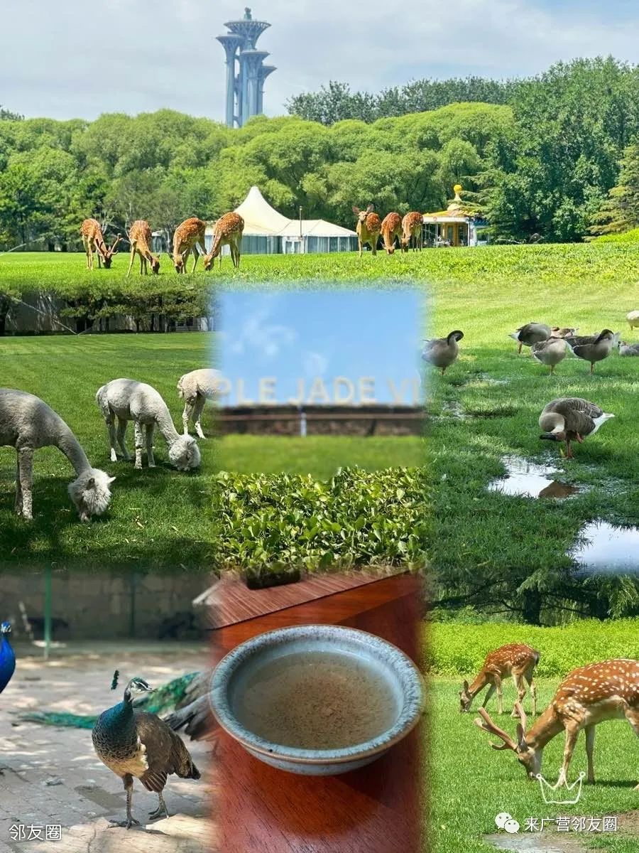 紫玉山庄最新消息今天,紫玉山庄最新动态