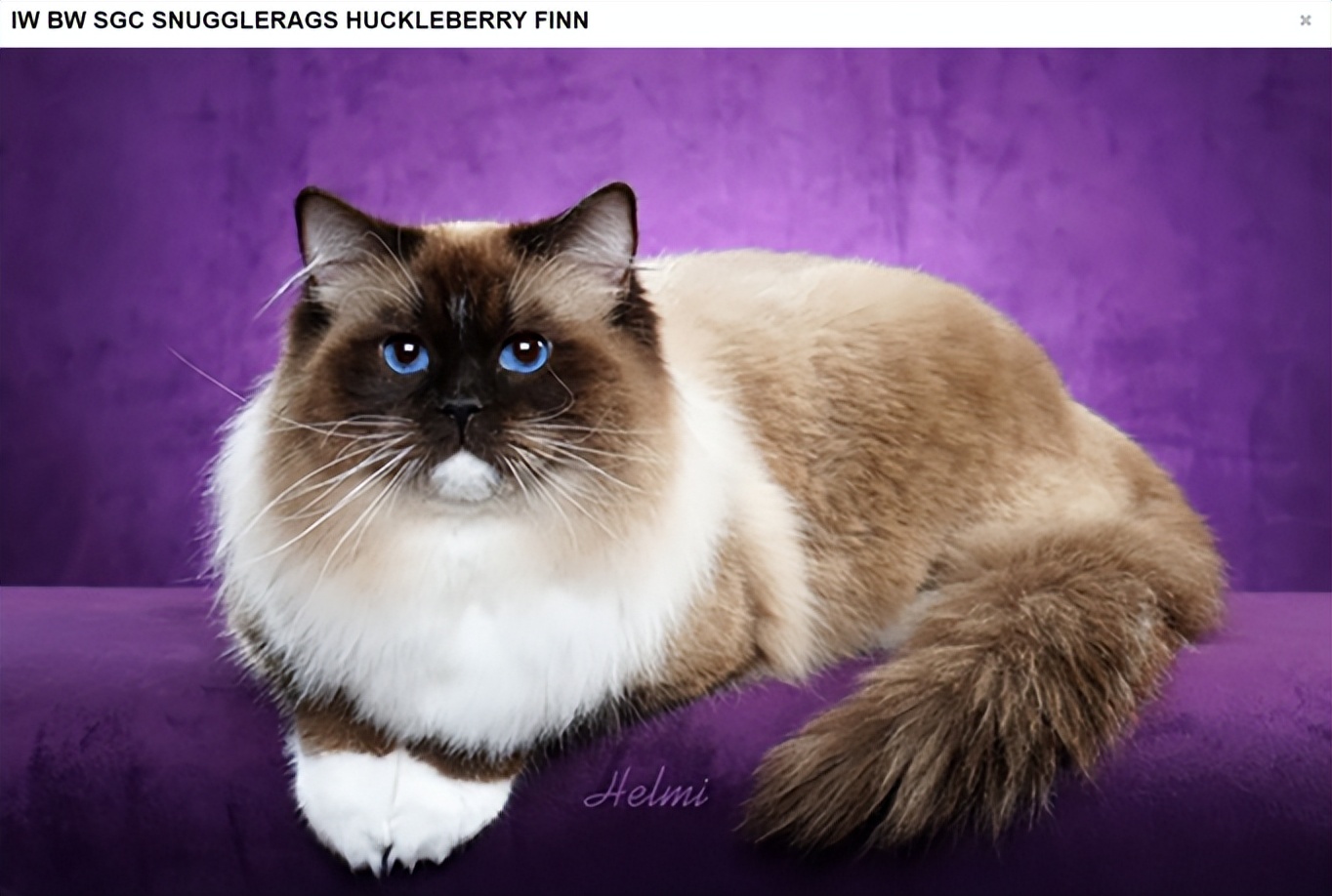 赛级布偶猫怎么查真伪,赛级布偶怎么鉴定