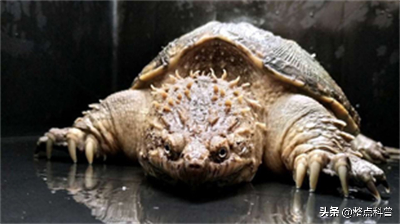 进化论的终极bug,进化论最致命的bug有哪些