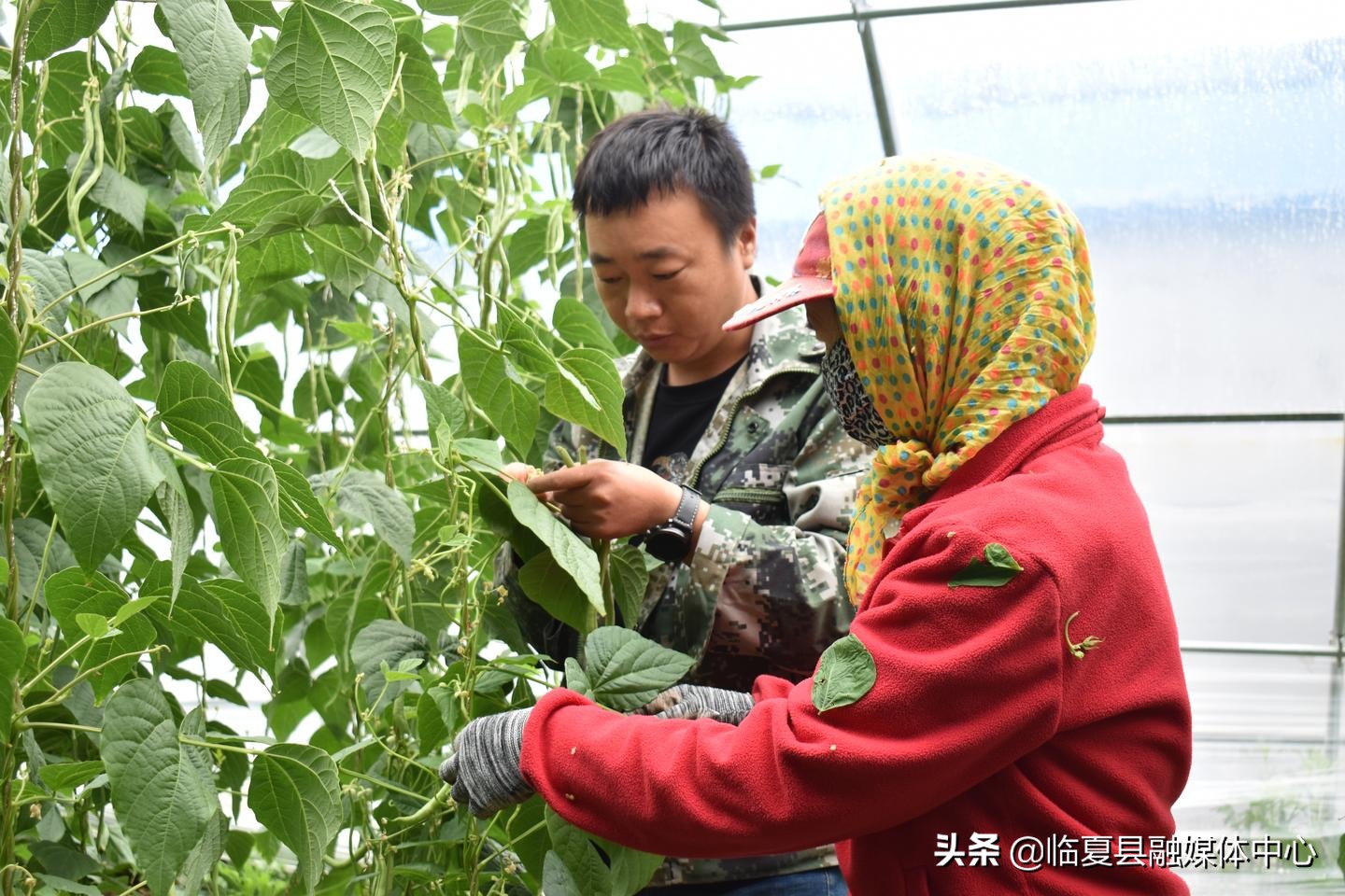 聚宝温室大棚,聚宝棚