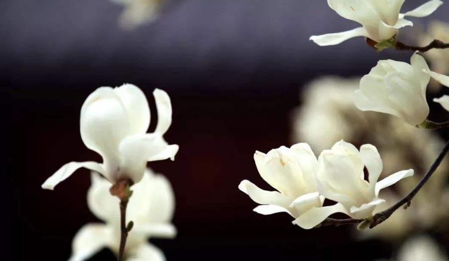 玉兰花古诗30首,玉兰花开古诗