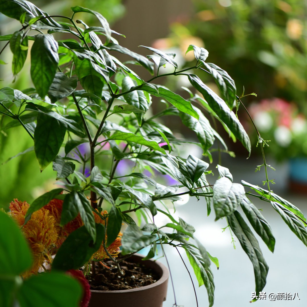 天冷怎么注意植物冻死,植物怕冷怎么过冬